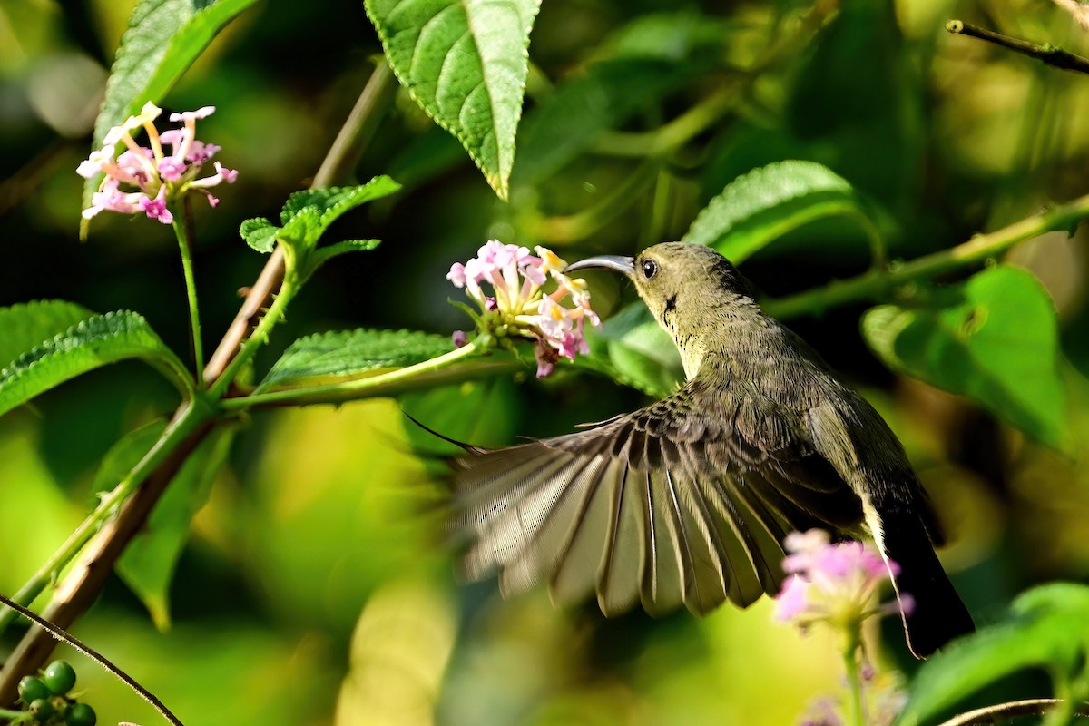 sovimangasolfugl - ML644379197