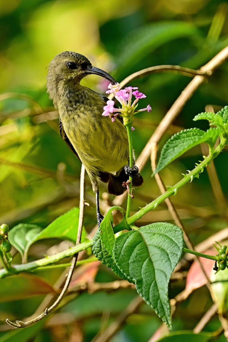 sovimangasolfugl - ML644379199