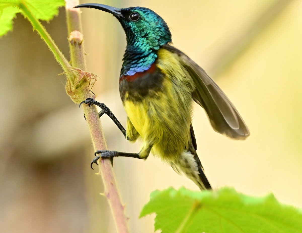 sovimangasolfugl - ML644379200