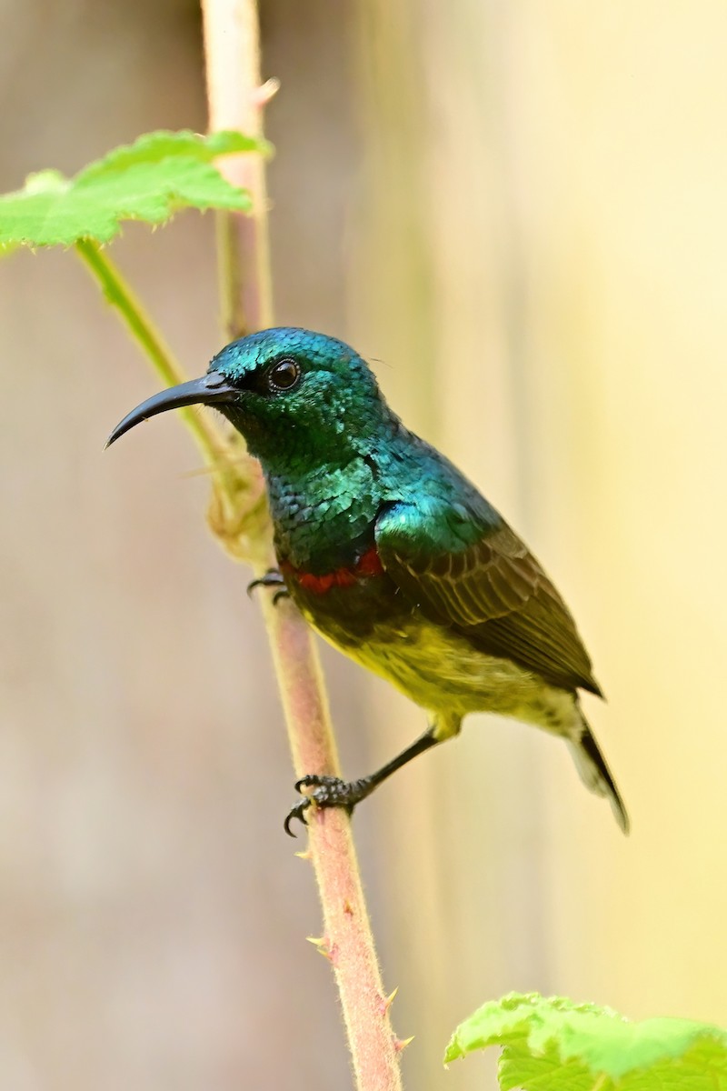 sovimangasolfugl - ML644379201