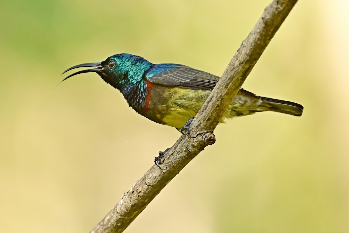 sovimangasolfugl - ML644379202