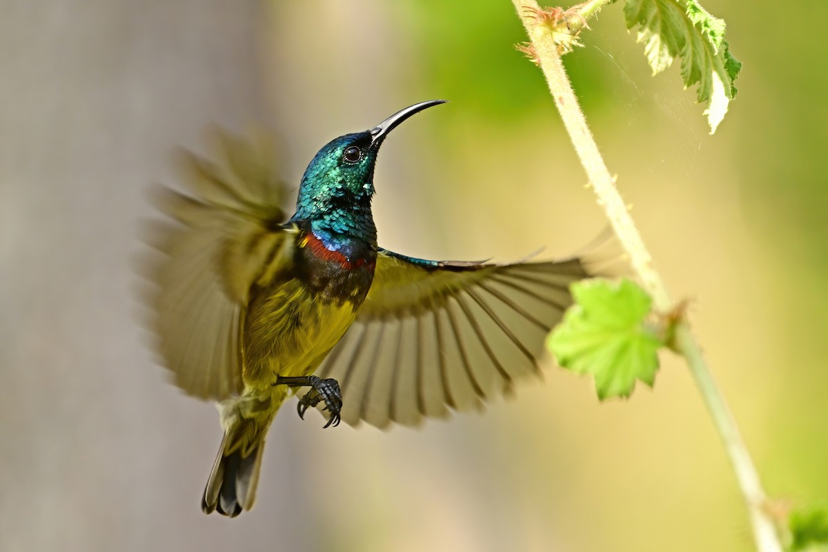 アルダブラタイヨウチョウ - ML644379203