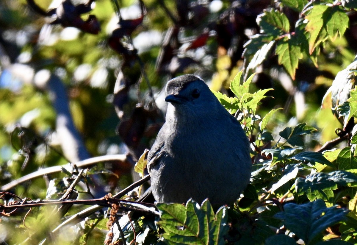 Gray Catbird - ML644379207
