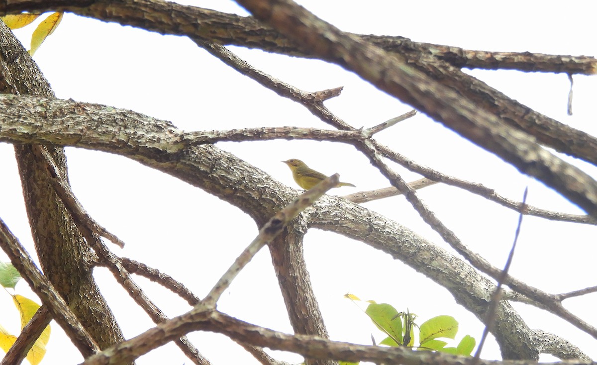 Northern Yellow Warbler - ML644379208