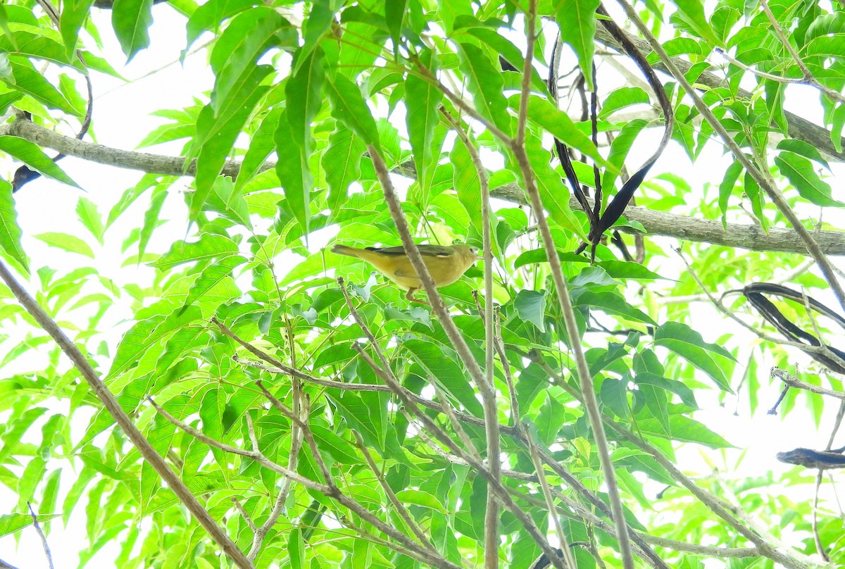 Northern Yellow Warbler - ML644379210