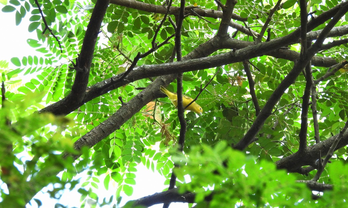 Northern Yellow Warbler - ML644379211