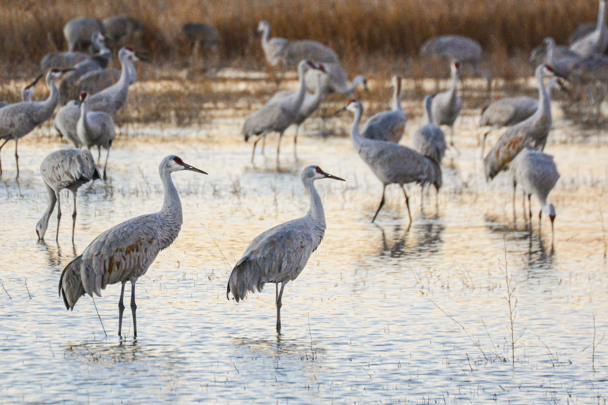 Sandhill Crane - ML644379218