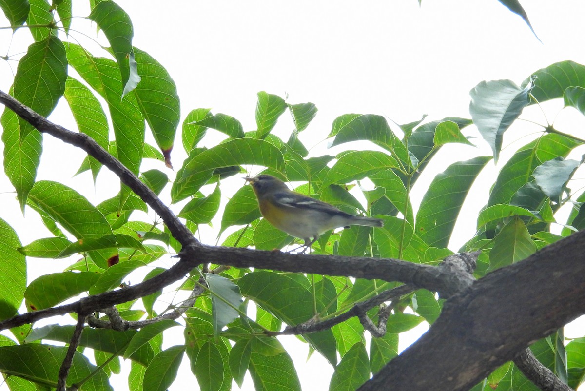 Northern Parula - ML644379219