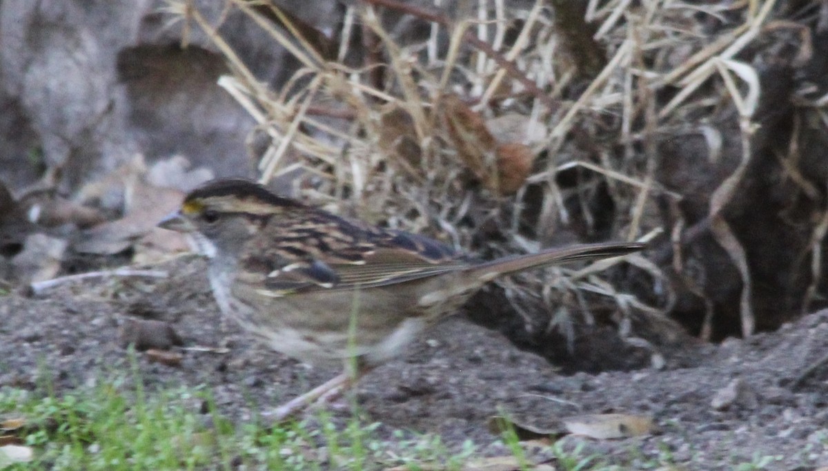 גיבתונית לבנת-גרון - ML644379224