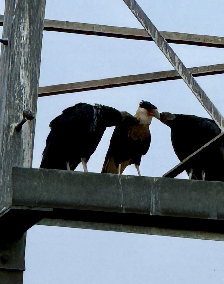 Caracara Carancho (norteño) - ML644379248