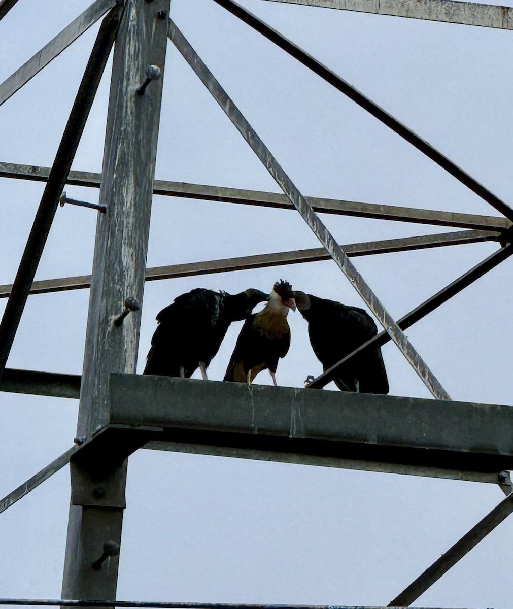 Caracara Carancho (norteño) - ML644379249