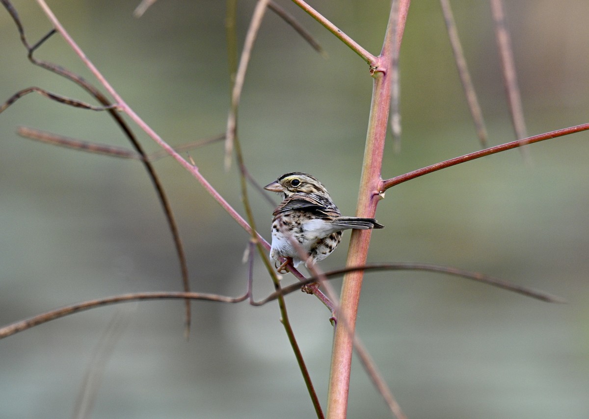 Savannah Sparrow - ML644379252
