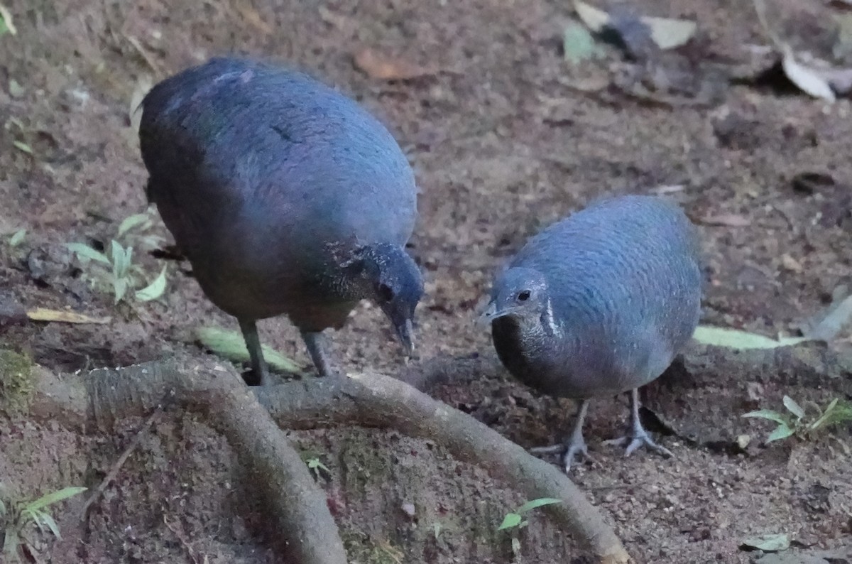 Tinamou tao - ML644379256