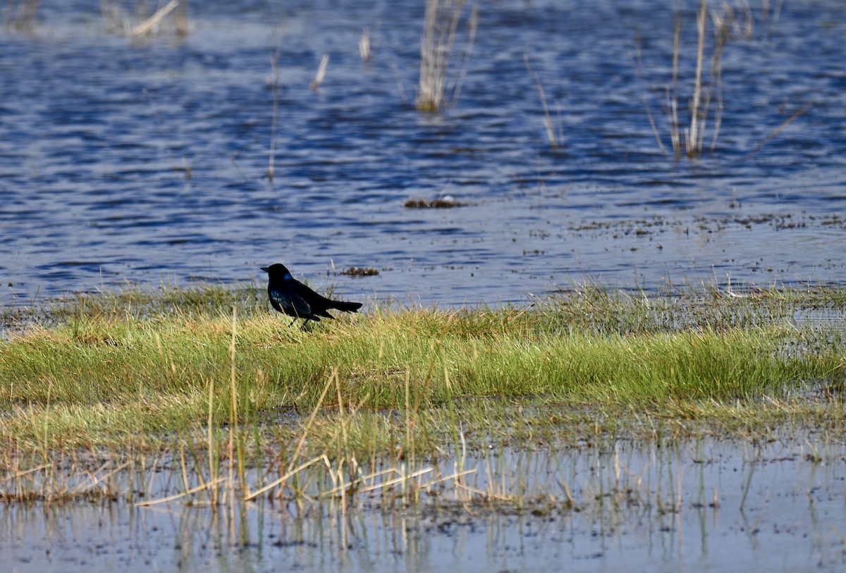 Boat-tailed Grackle - ML644379259