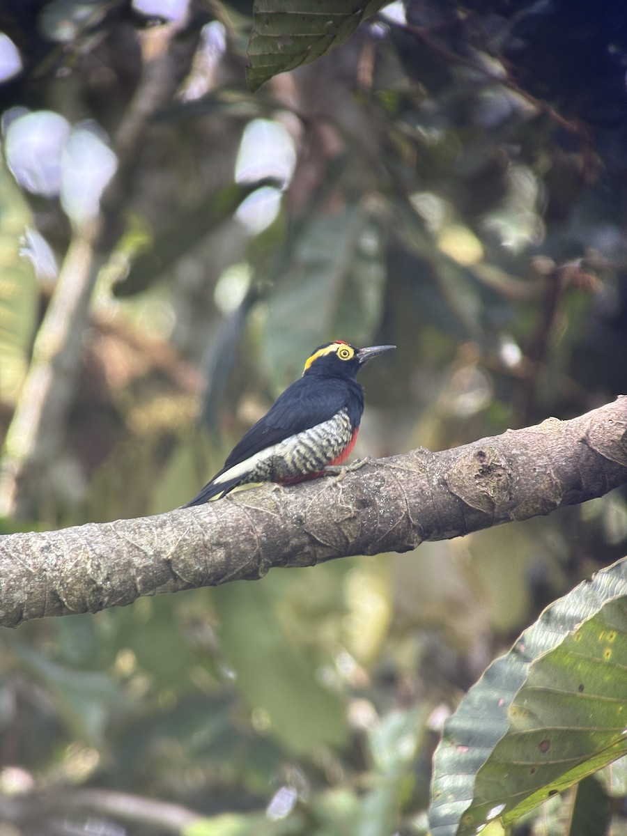 Pic à chevron d'or - ML644379261