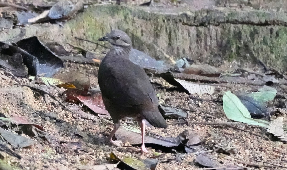 White-throated Quail-Dove - ML644379267