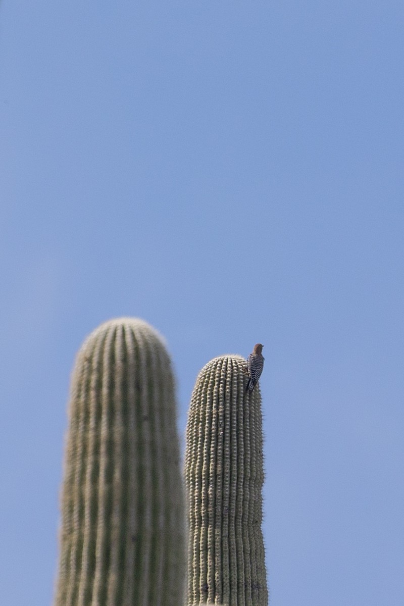 Pic des saguaros - ML644379286