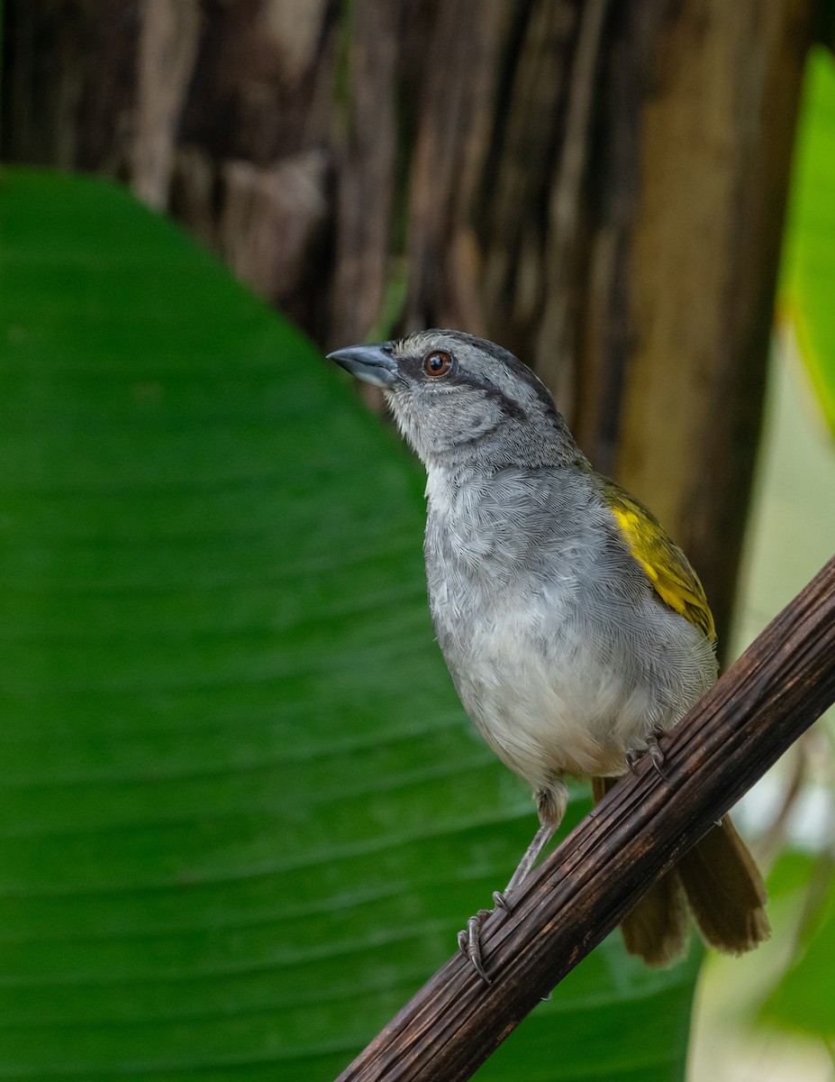 Black-striped Sparrow - ML644379290