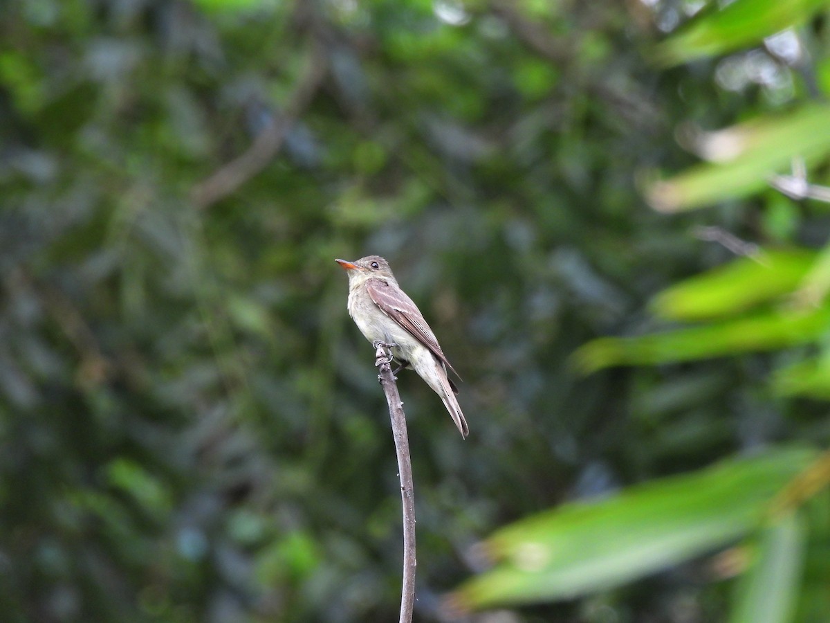 Eastern Wood-Pewee - ML644379298