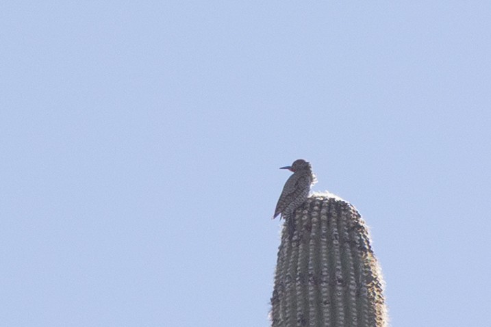 Gilded Flicker - ML644379304