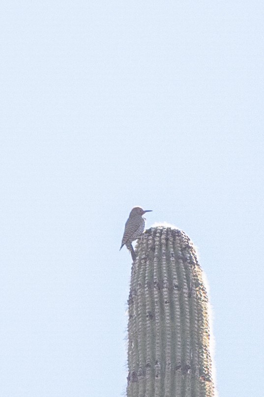 Gilded Flicker - ML644379305