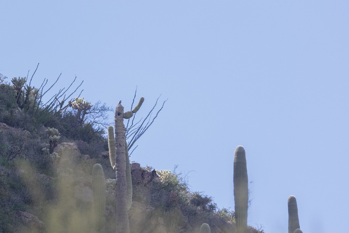 Gilded Flicker - ML644379306