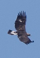 Golden Eagle - ML644379313