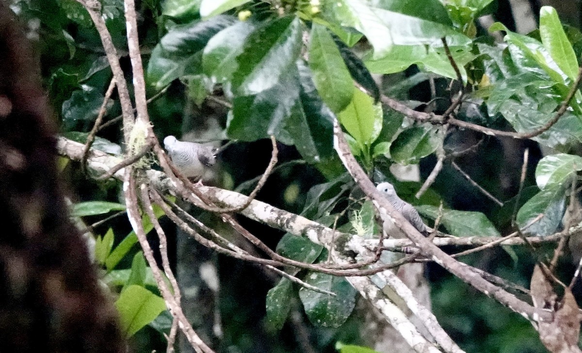 Peaceful Dove - ML644379314