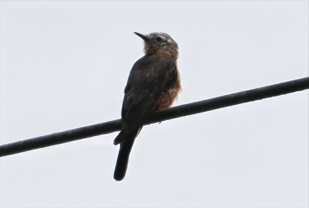 Cliff Flycatcher - ML644379322