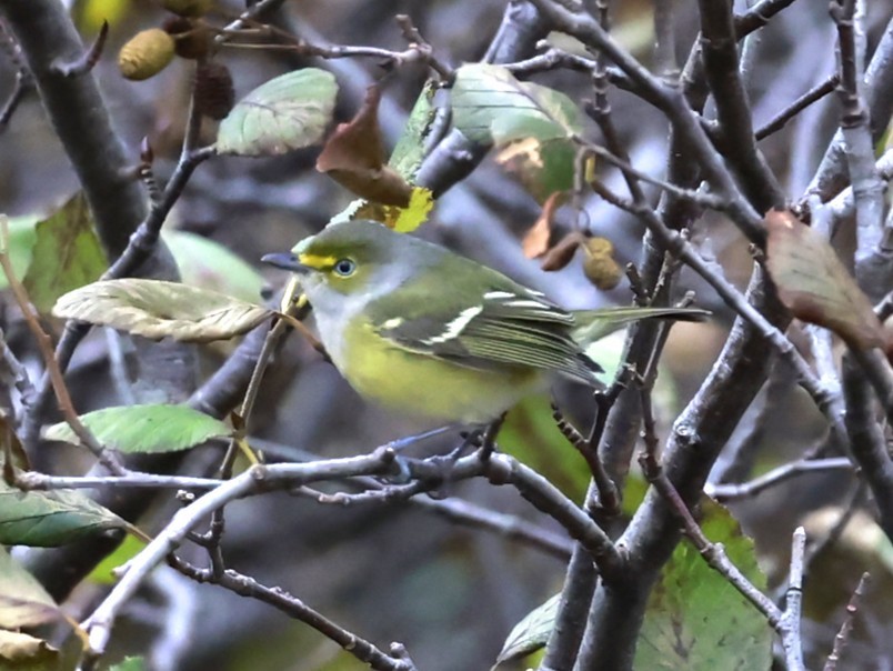 Ak Gözlü Vireo - ML644379325