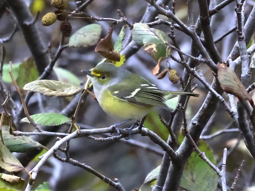Ak Gözlü Vireo - ML644379326