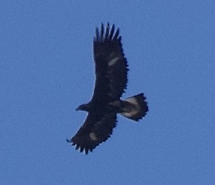 Golden Eagle - ML644379327