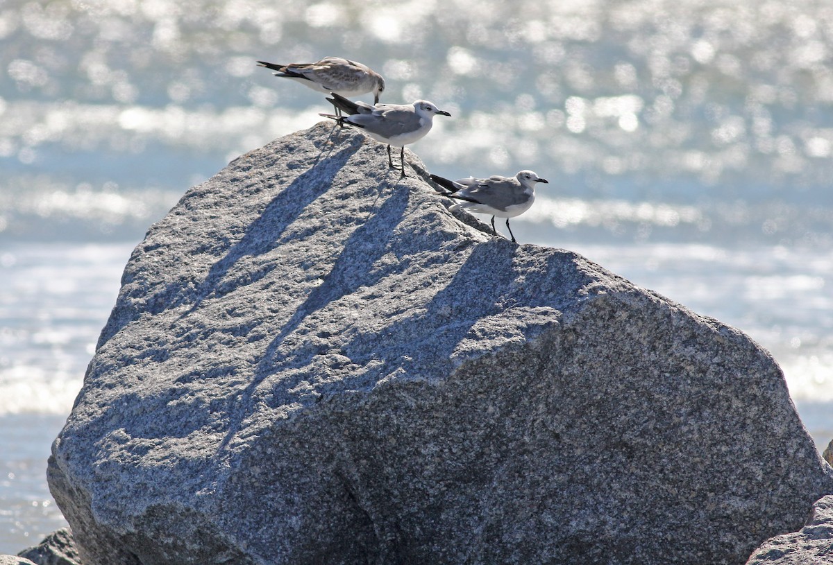 Laughing Gull - ML644379330