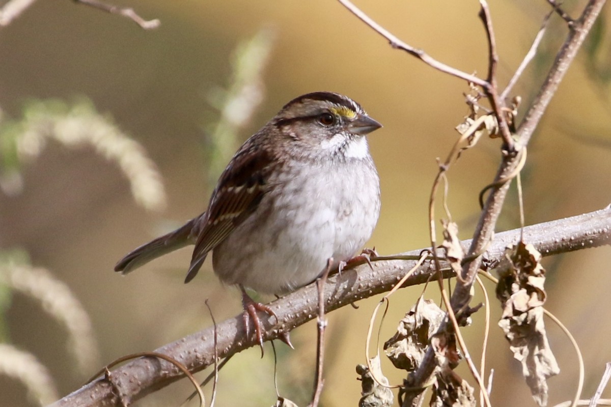 גיבתונית לבנת-גרון - ML644379346
