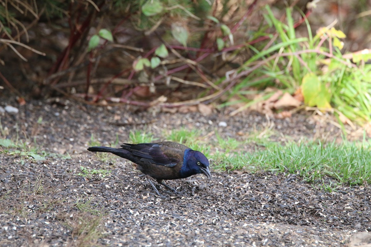 Quiscale bronzé - ML644379373