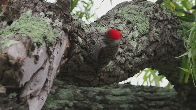 Cardinal Woodpecker - ML644379379