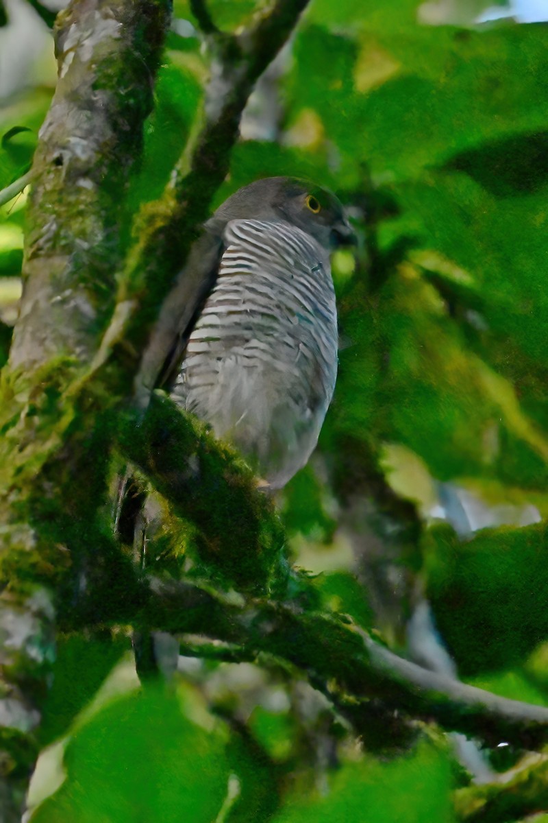 マダガスカルハイタカ - ML644379393