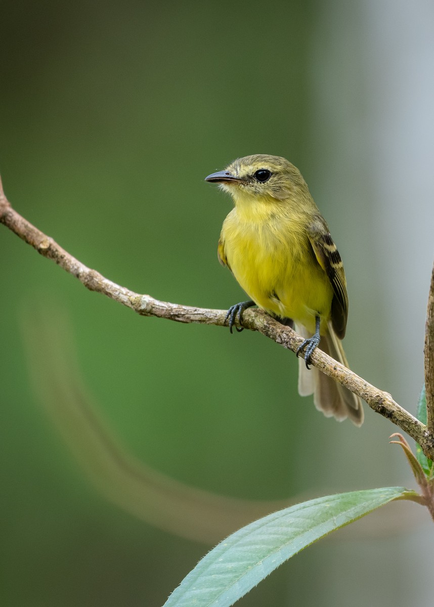 Yellow Tyrannulet - ML644379411