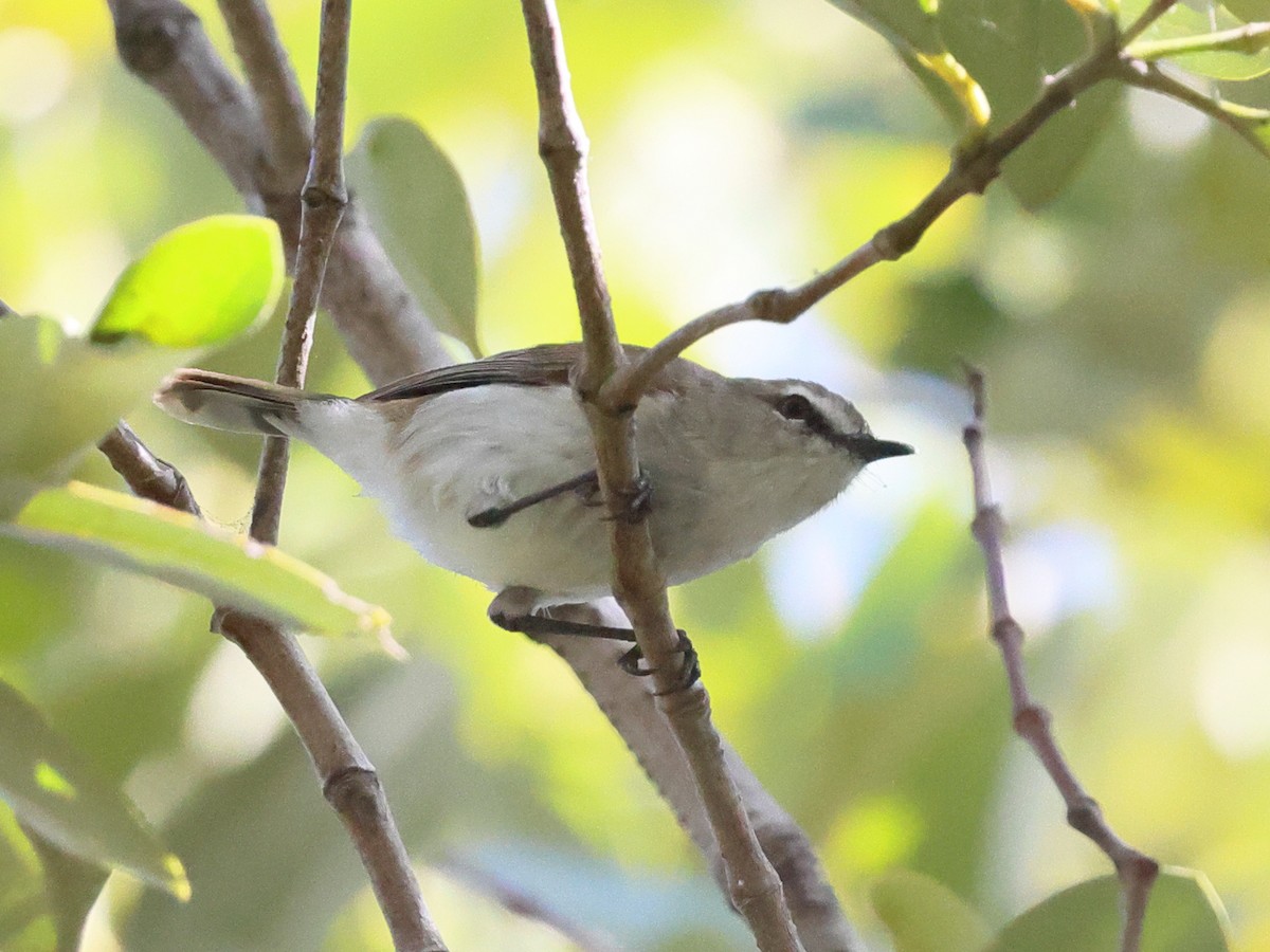 Mangrove Gerygone - ML644379442