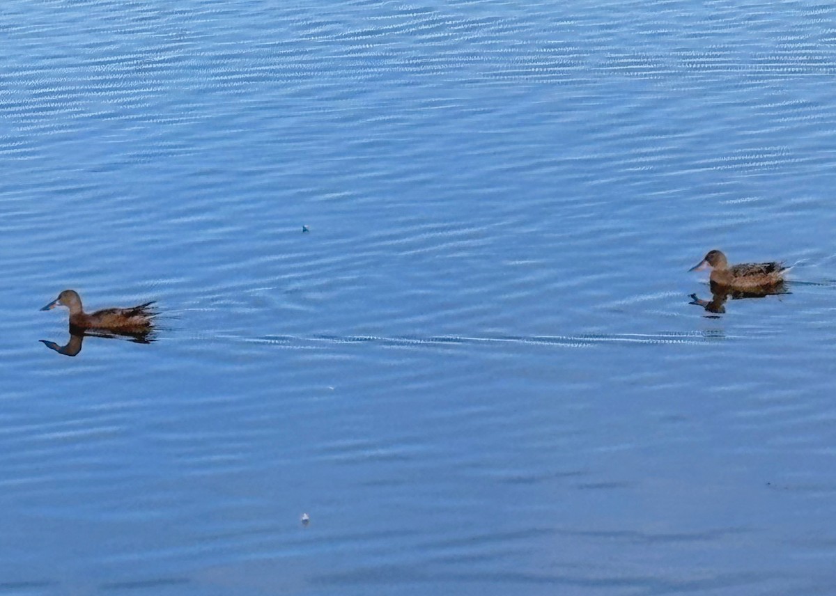 Northern Shoveler - ML644379445