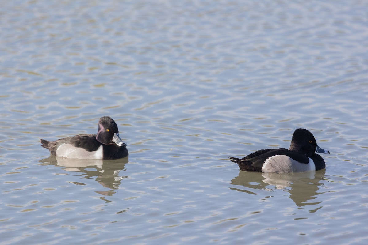 Ringschnabelente - ML644379475