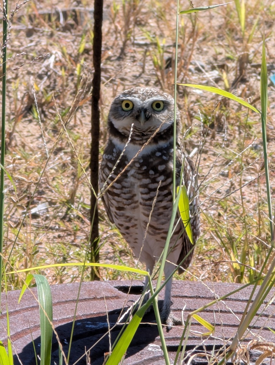 Burrowing Owl - ML644379479