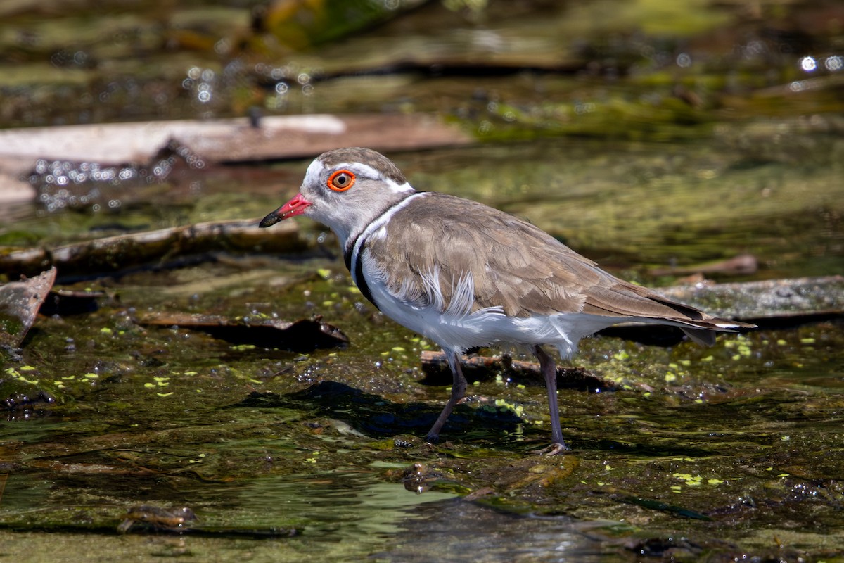 Chorlitejo Tricollar - ML644379490