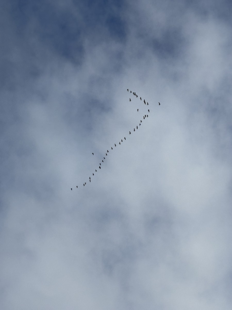 Cackling Goose - ML644379494