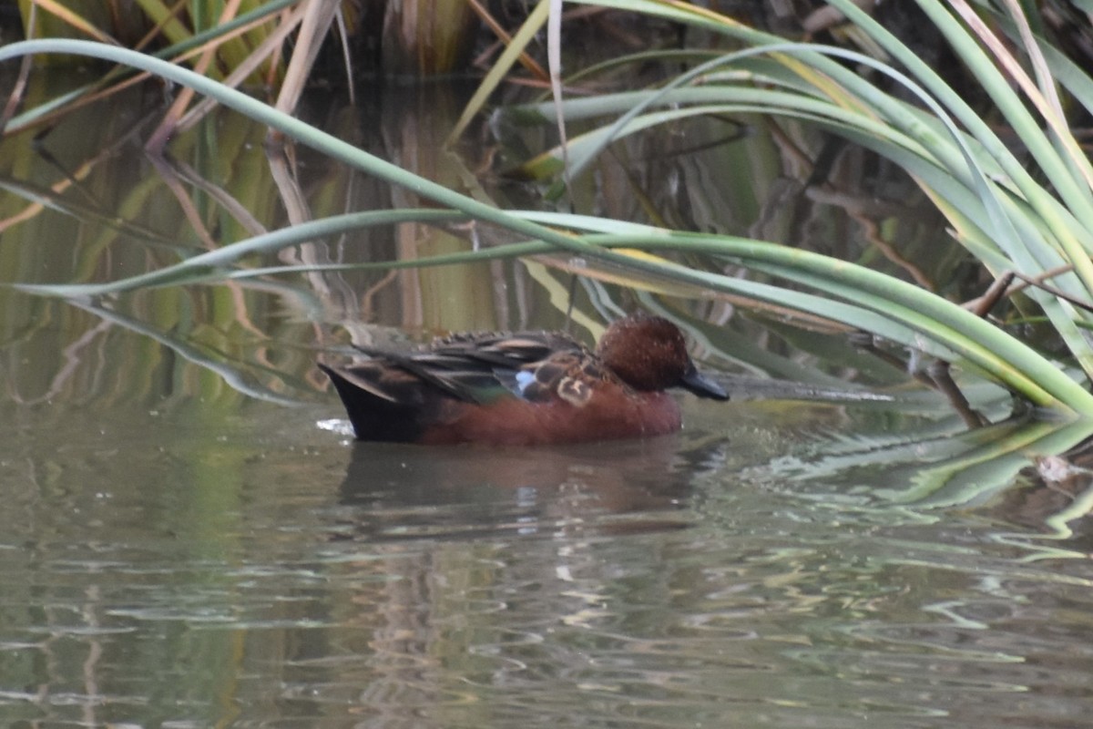 Cinnamon Teal - ML644379496