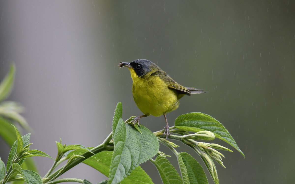 Southern Yellowthroat - ML644379506