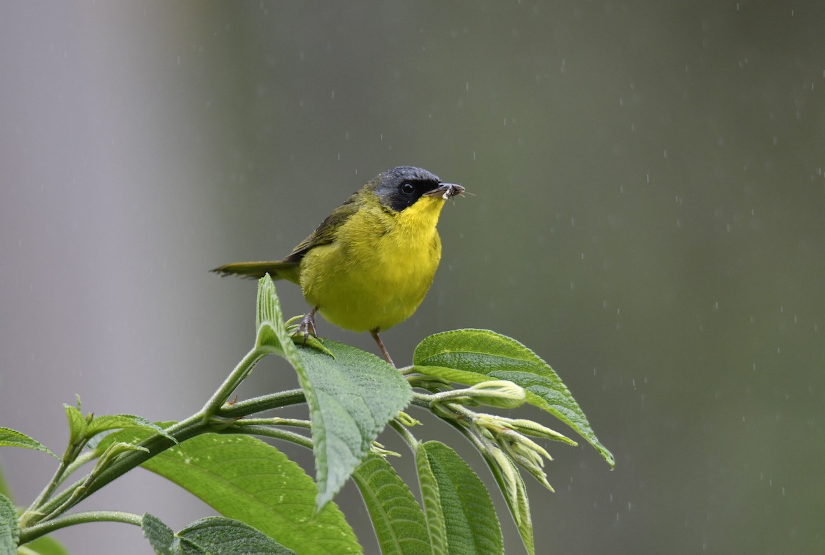 Southern Yellowthroat - ML644379507