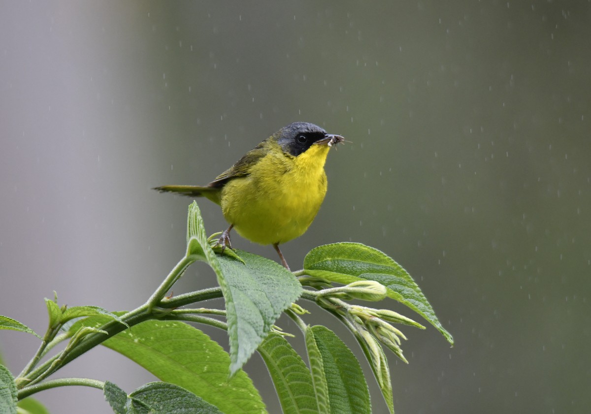 Southern Yellowthroat - ML644379508