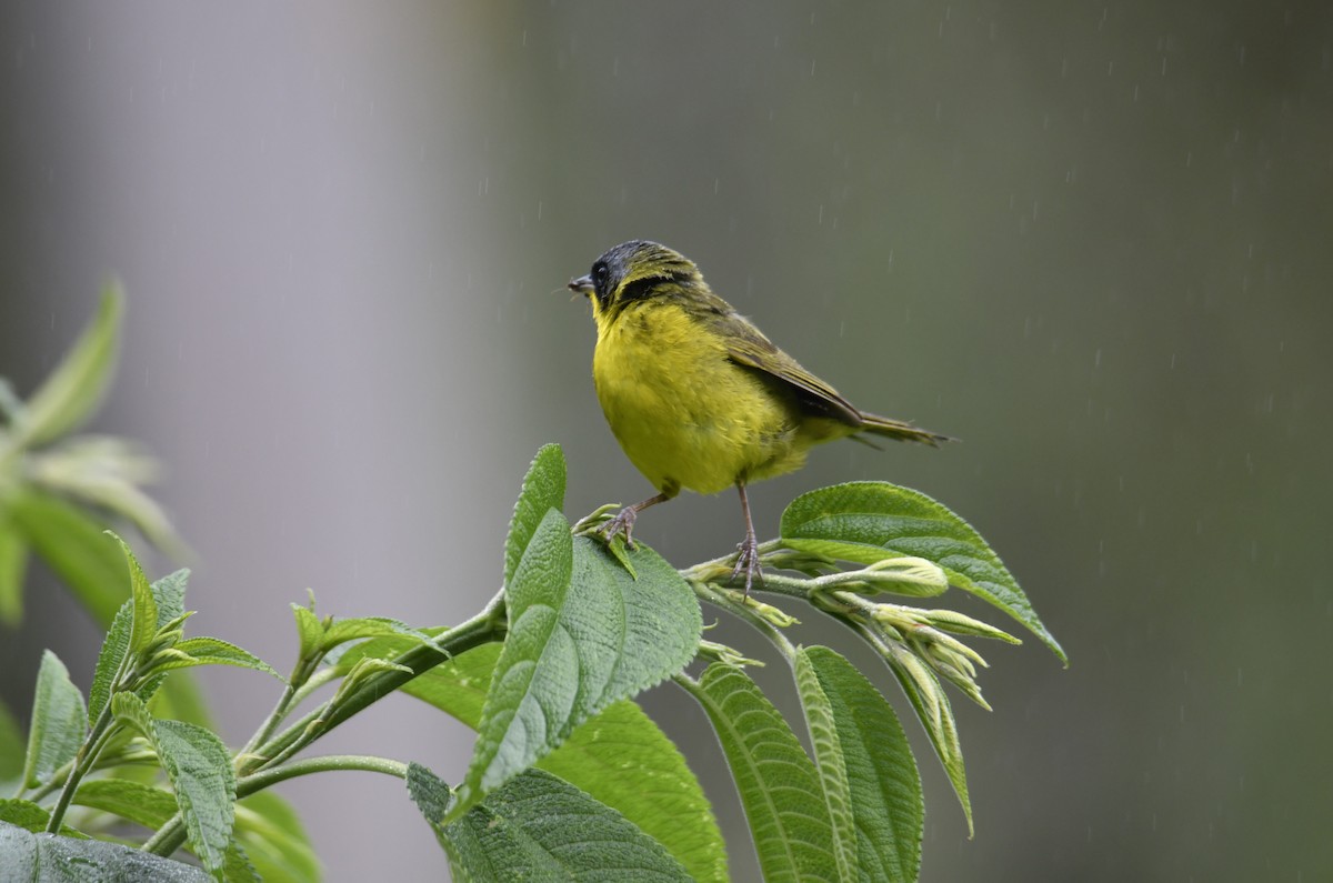 Southern Yellowthroat - ML644379509