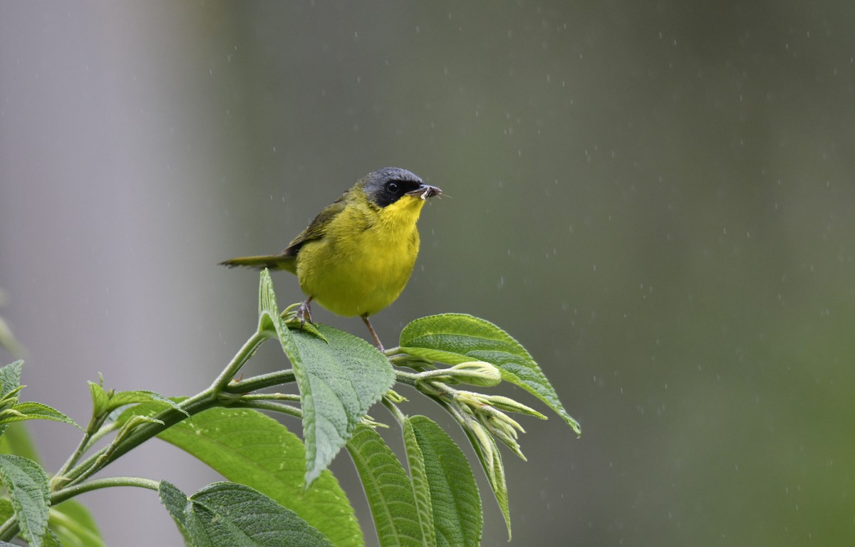 Southern Yellowthroat - ML644379510